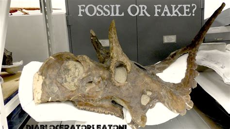 dinosaur bones fake